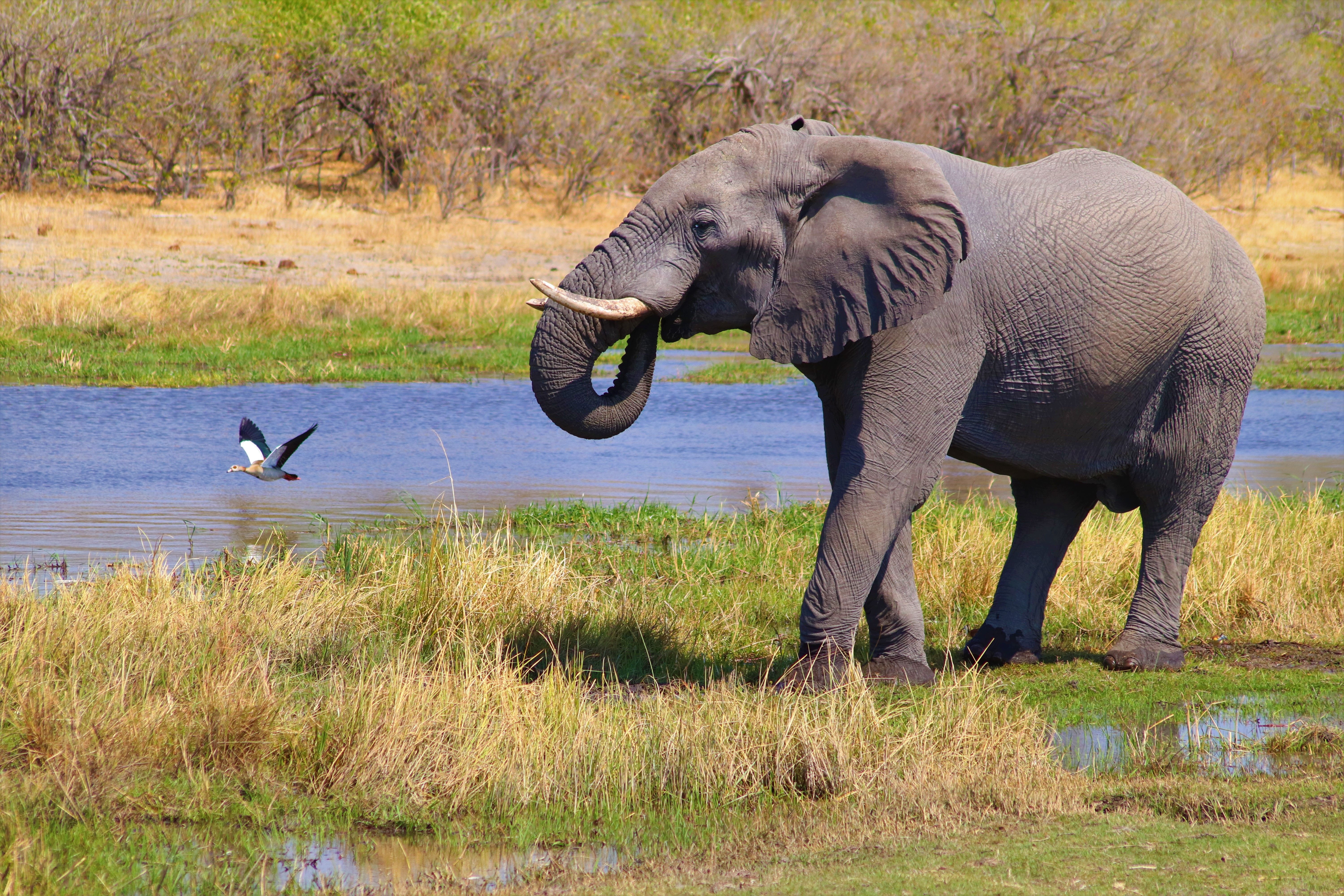 Okavango & Victoria Falls